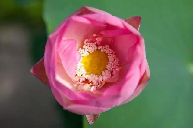 金华十大赏花景点排名,金华荷花景点大全