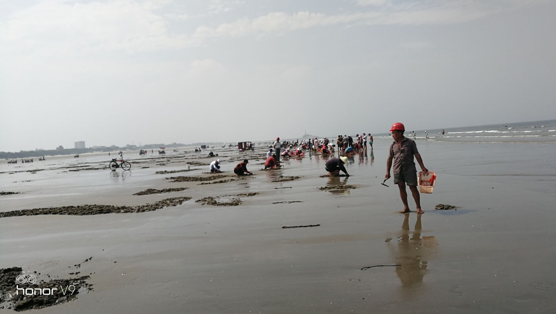 黄蛤怎么捕食,挖青蛤的正确方法视频