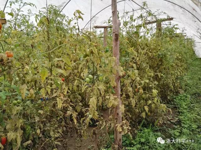 科学家破解新冠致死真相,科学家破解新冠病毒致死真相