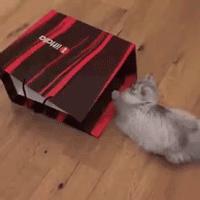 以静制动一招制敌,抓到一只猫如何让它平静下来