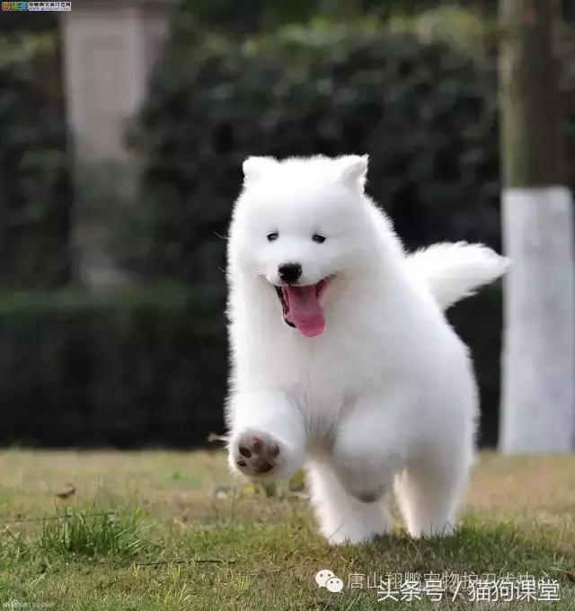 犬种介绍柴犬,萨摩耶是哪个国家的犬种