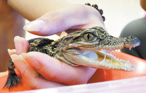 宠物鳄鱼跟什么一起养,养一只鳄鱼当宠物