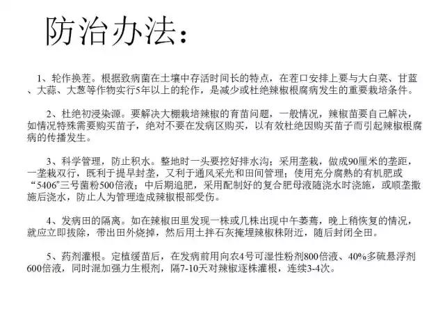 辣椒卷叶病虫害图谱及防治方案,辣椒病虫害大全