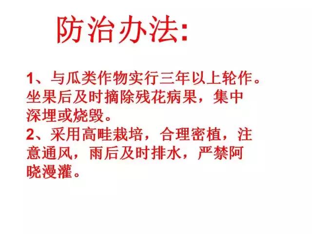 辣椒卷叶病虫害图谱及防治方案,辣椒病虫害大全