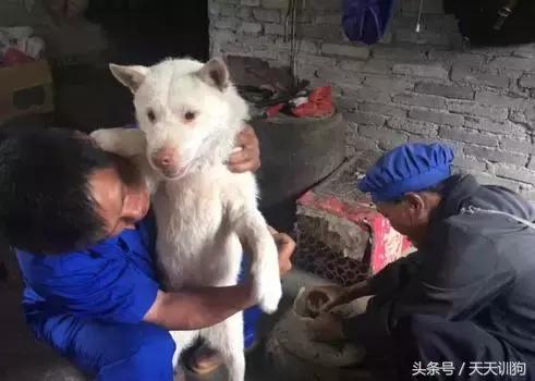 为什么农村不给养土狗,农村养狗跟城里的就是不一样