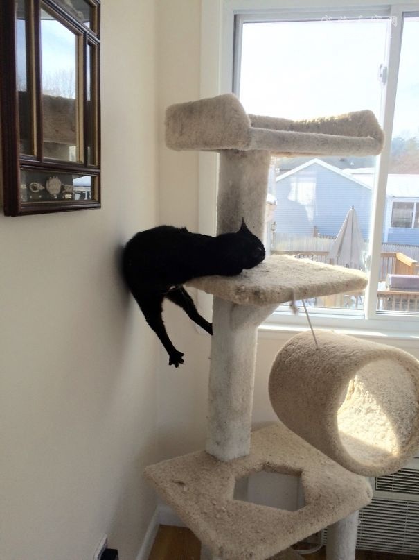 当猫碰到猫薄荷搞笑视频,猫咪遇到猫薄荷