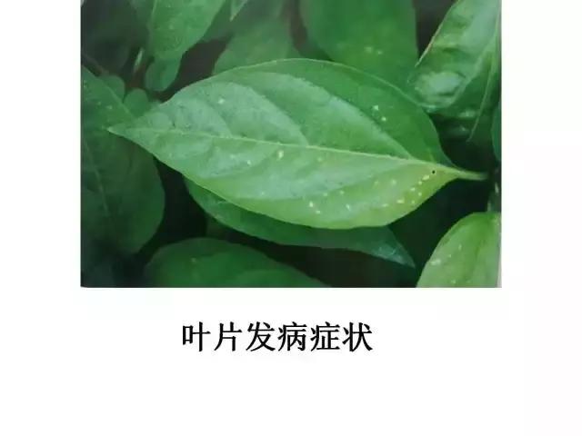 辣椒卷叶病虫害图谱及防治方案,辣椒病虫害大全