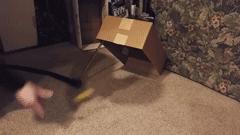 以静制动一招制敌,抓到一只猫如何让它平静下来