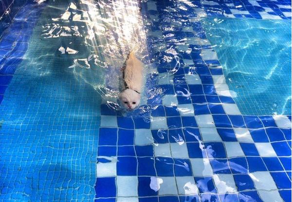 繁殖场救出全身霉菌的猫咪从小泡药浴，意外爱上游泳！