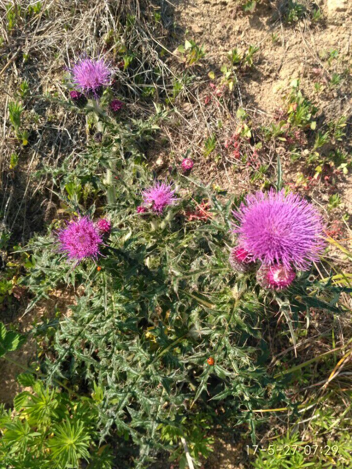 农村山里有什么特产,不起眼的农村土特产是什么