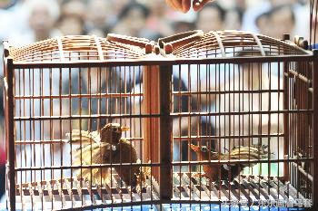 画眉鸟怎样才能大叫,画眉鸟的介绍简短又详细