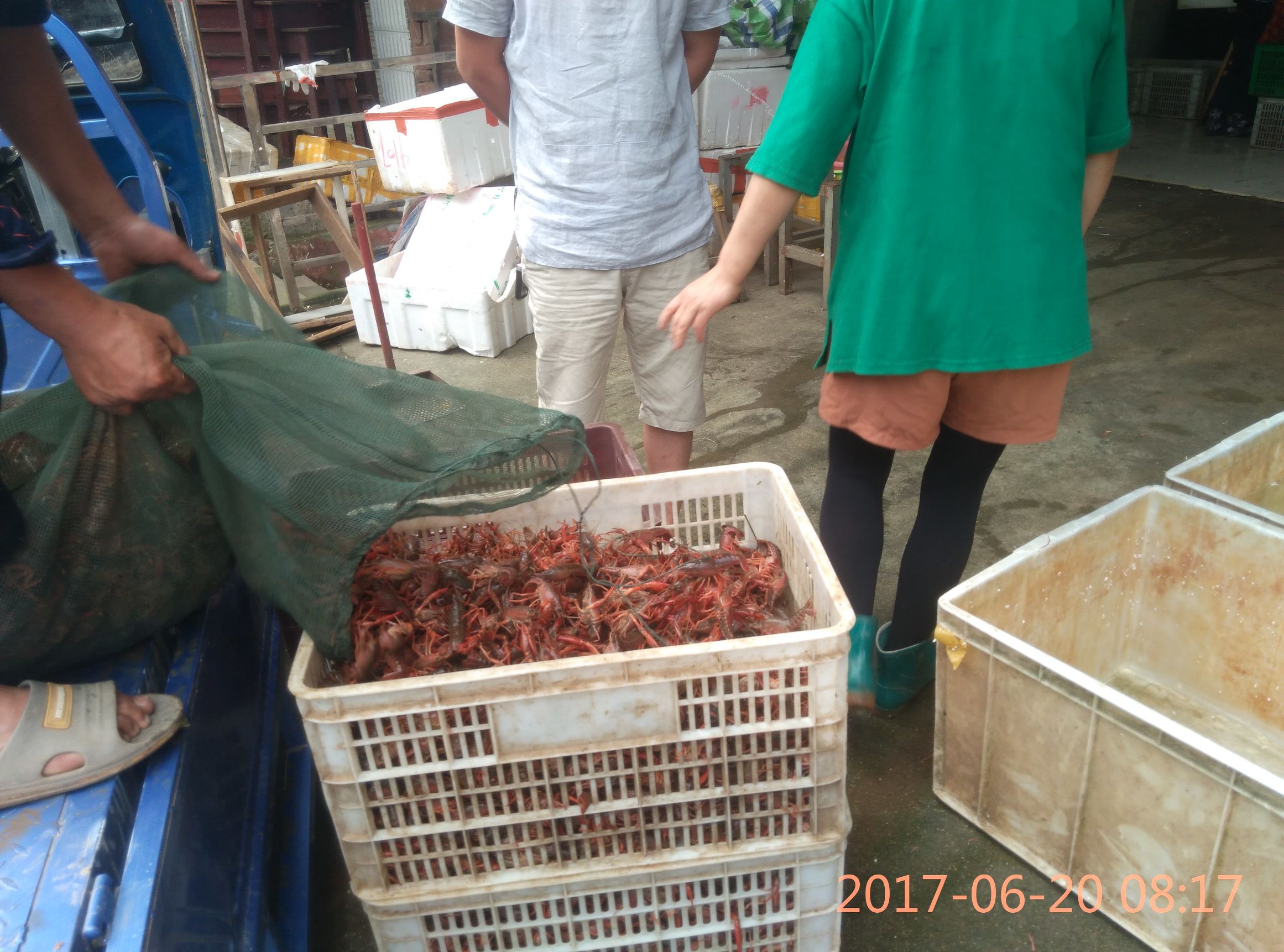 卖小龙虾怎么才能卖得更快,虾农卖龙虾视频