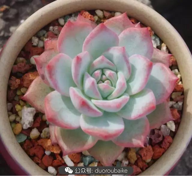 大浙江的多肉也来拉仇恨咯！即使淋雨也不褪色！我有妙招！