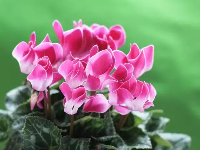 关于八种植物招财又旺宅,十大镇宅风水植物