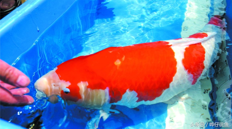 龙鱼跟锦鲤一起养多长时间换水,锦鲤鱼和水龙鱼哪个好养活一些