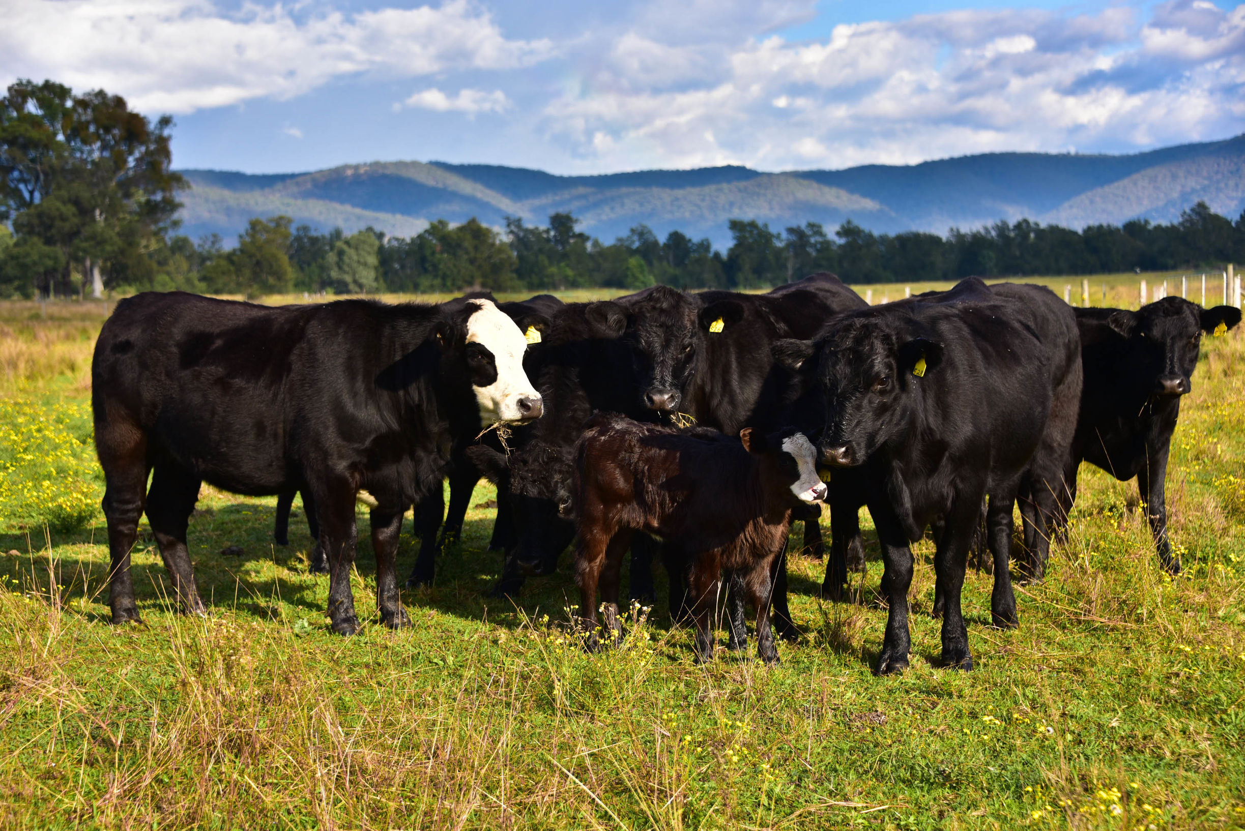 猎人谷热气球,悉尼猎人谷热气球攻略
