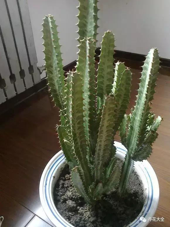 夏季发财树一般多少天浇水一次 (夏季多肉晴天浇水还是雨天浇水)