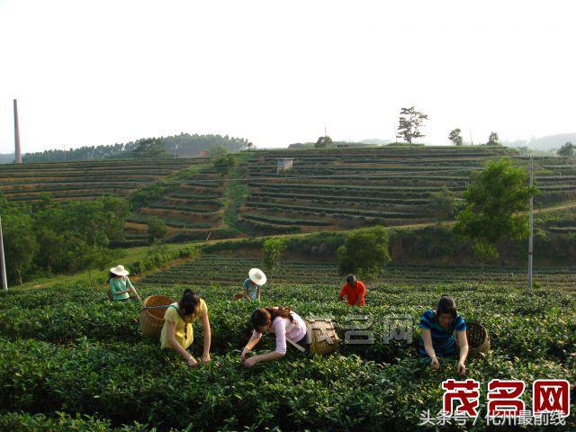化州平定镇发展,化州市平定镇示范村
