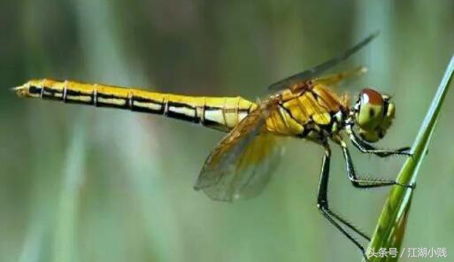 为什么蜻蜓下雨天会多一些,为什么现在下雨天也少有蜻蜓
