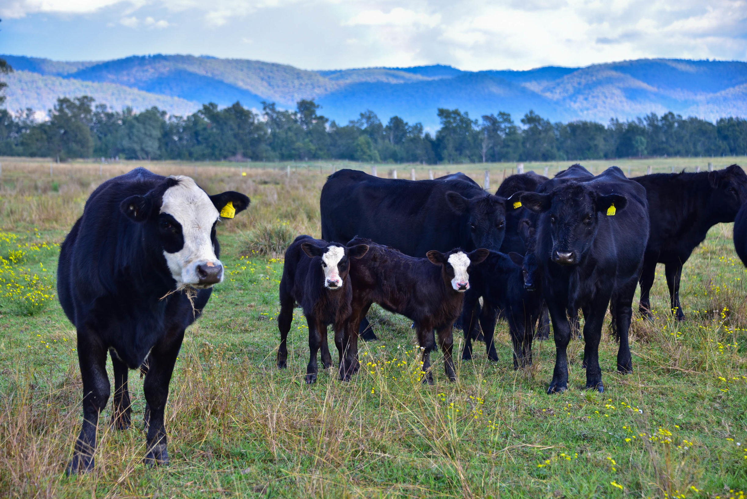 猎人谷热气球,悉尼猎人谷热气球攻略
