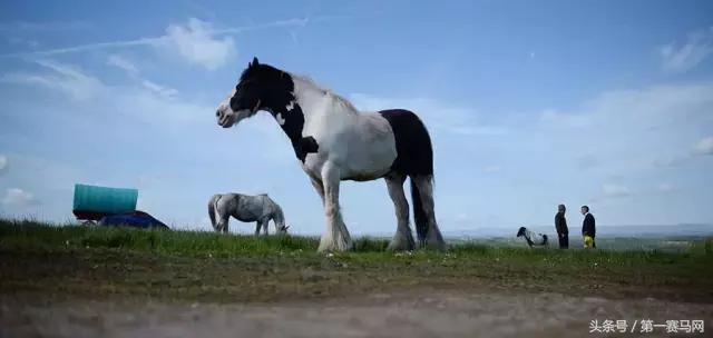 骑马的治愈作用是什么,马中风可以治疗吗