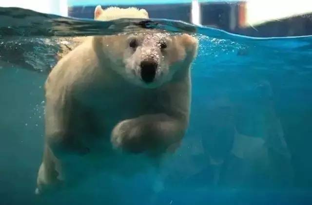 极地海洋世界年卡包含哪些,极地海洋世界惠民票