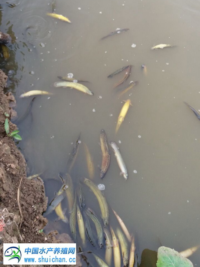 台湾泥鳅养殖行情,台湾泥鳅养殖期间怎么防治病害