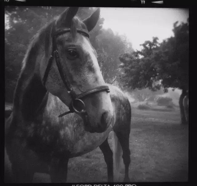 海子的10句话值得慢慢品读,海子最经典的50句诗