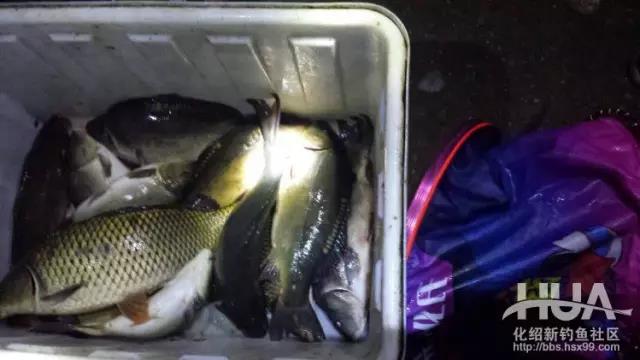 以黑坑盛宴治黑坑,黑坑盛宴鲤鱼