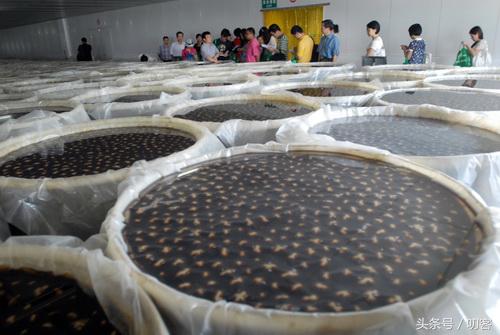 凉拌皮蛋放味精会中毒吗,凉拌皮蛋加醋会中毒吗