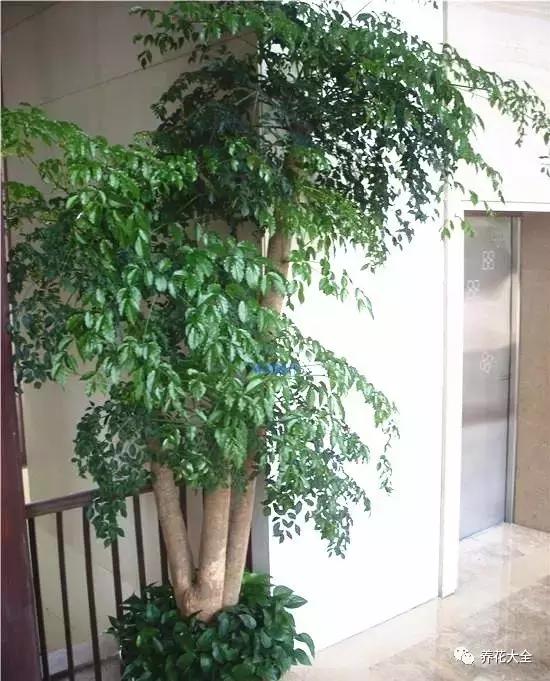 夏季发财树一般多少天浇水一次 (夏季多肉晴天浇水还是雨天浇水)