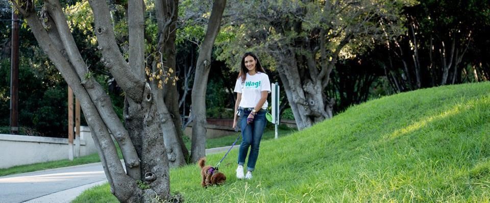 开会不能遛狗?出差在外狗狗怎么办?宠物界Uber与Airbnb帮您搞定爱宠所需!