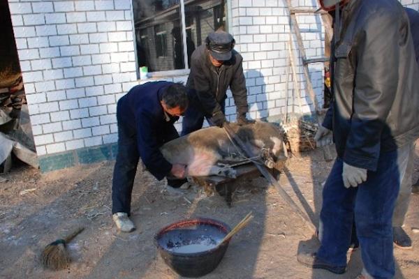 东北杀猪菜酸菜炖血肠五花肉排骨,家乡的味道鞍山篇杀猪菜