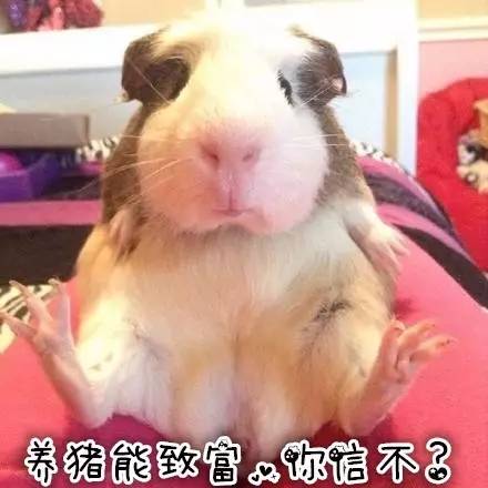 秘鲁豚鼠纪录片,豚鼠秘鲁荷兰猪