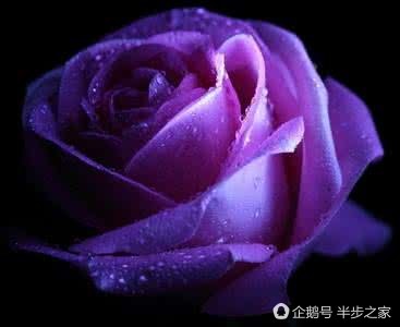 玫瑰品种区分及花语,绿玫瑰品种和花语