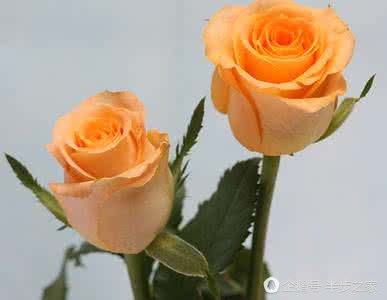 玫瑰品种区分及花语,绿玫瑰品种和花语