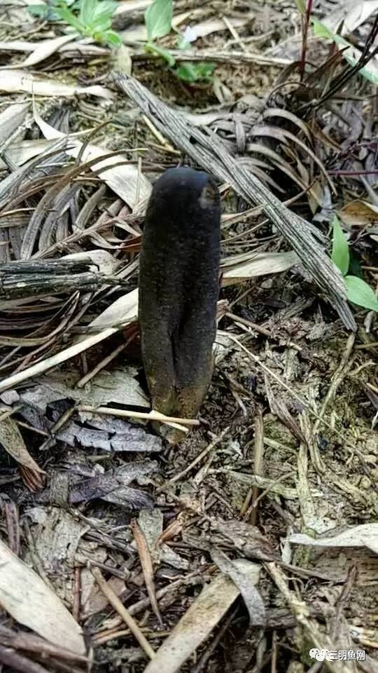 三明山上又一宝物被发现！原来它这么好