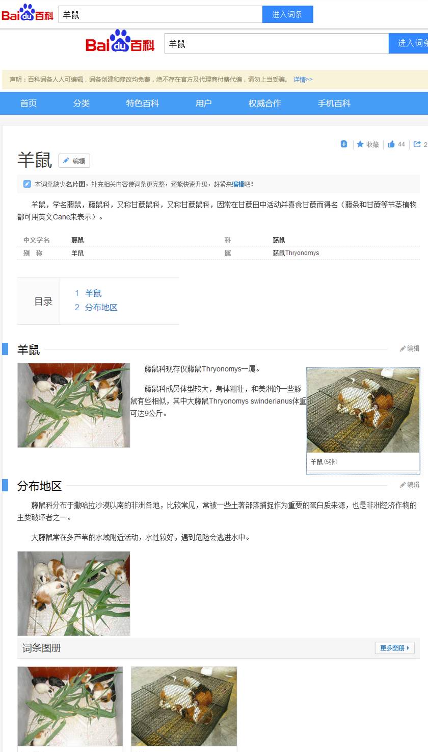 秘鲁巨型豚鼠介绍,秘鲁巨型豚鼠好养吗