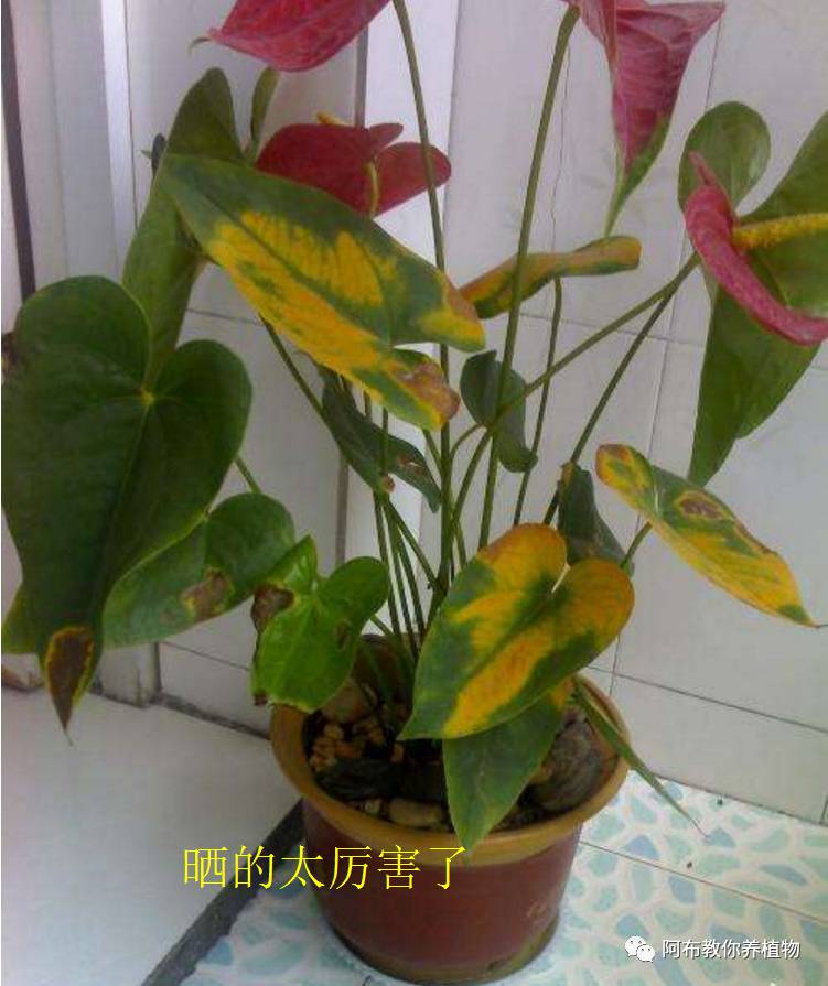 绿萝植物养护,绿萝植物养护知识