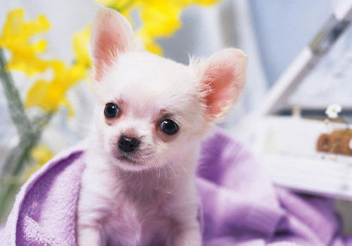 狗狗拉稀带血但精神很好怎么用药,两个月大的狗狗拉稀带血怎么办呢