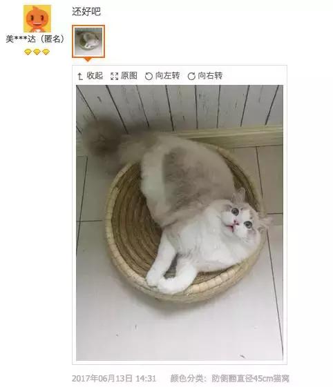 铝盆和鸡窝卖断货了，看猫咪用品创业商机