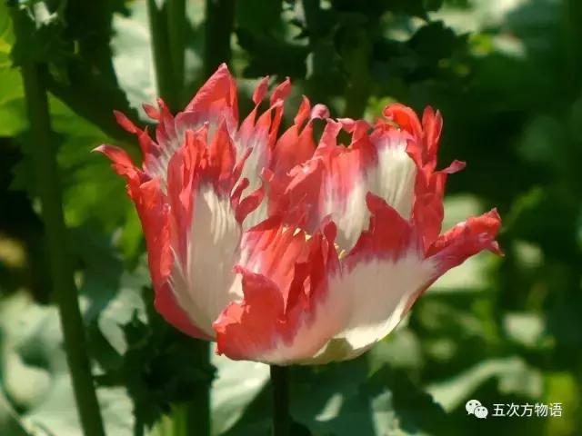 虞美人与虞美人,虞美人深度解析