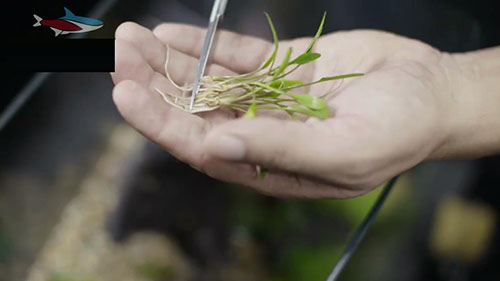 家庭草缸入门,家中草缸怎么设计