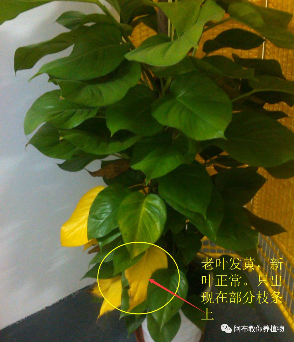 绿萝植物养护,绿萝植物养护知识