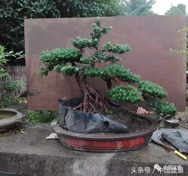 直杆式盆景的飘枝布局原则,松树飘枝式盆景图片大全