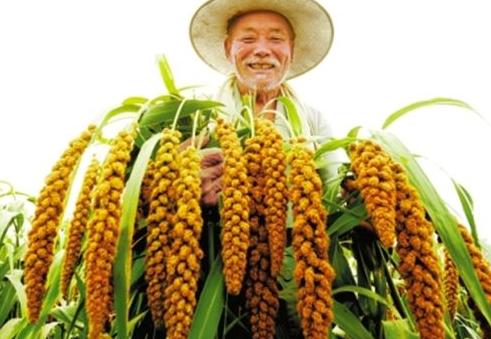 甘肃农民的创业经历,甘肃致富经养鸡