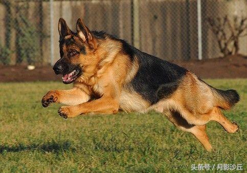 德国牧羊犬训练抓老鼠,军犬德国牧羊犬训练视频