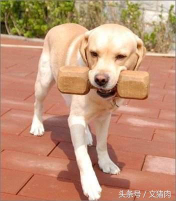 怎么可以看出狗是什么星座的,狗狗的性格代表什么星座