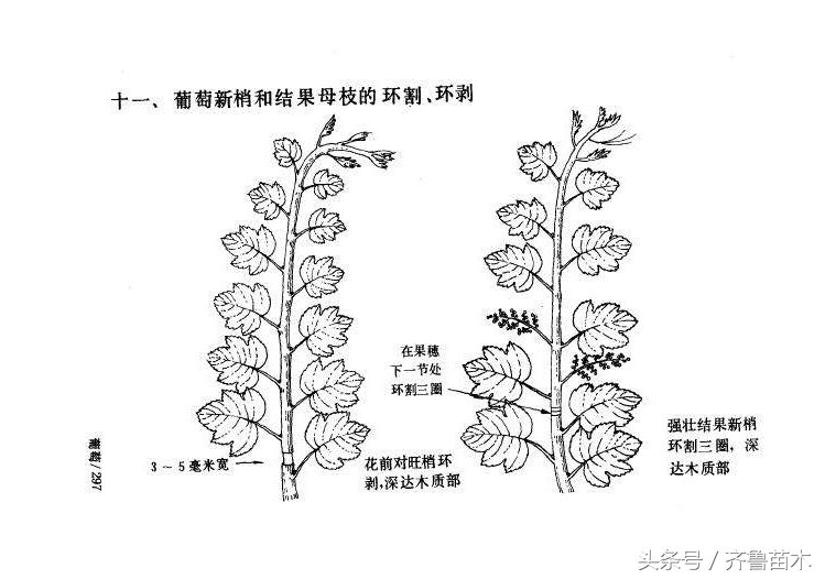 夏季果树环剥要慎重，不是所有果树都可以环剥哦！（附各类果树环剥操作技术）