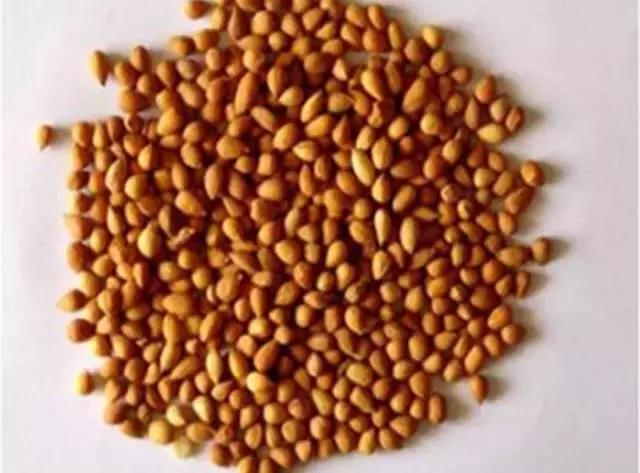 像欧李的野果,野果欧李